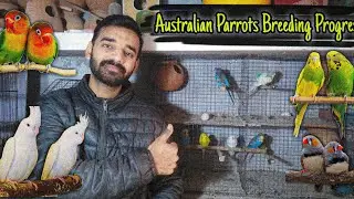 Australian Parrots Breeding Progress | Australian Parrots Breeding Setup | Budgies Breeding Progress