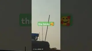 fly high🕊️ Birds #FlyingBirds #BirdWatching #BirdLovers #Nature #Wildlife #BirdsInFlight