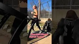 Gorilla Tries The Treadmill And Gets Out Of Breath! 🦍💨#gorilla #animals #funny #funnyvideo #shorts