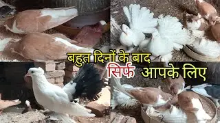 Kota Fancy Pigeon 💥 Kota,Rajasthan ❤️ Wasim Bhai's Loft 📞9529449030