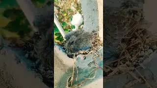 The Amazing Bird Rescue Poor Animal#youtubeshorts #nature #animalrescue#shortsfeed #trend #rahulraaz