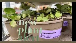 Hoya Plant shopping and haul