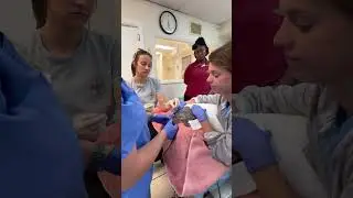 Last night the dedicated team at The Turtle Hospital kicked into critical care mode an #turtle