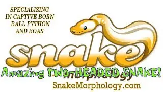 WORLD'S FIRST: Two-Headed Pastel Highway Ball Python Produced by Rick Ferro of Snake Morphology!