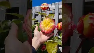 My #beautiful #rose #collection p1 #kordesjubilee #rosegarden #shorts