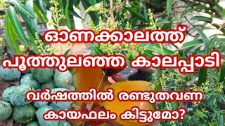 സെപ്റ്റംബറിൽ  കലാപ്പാടി പൂത്തുലഞ്ഞപ്പോൾ🥭 ഏറ്റവും രുചിയുള്ള മാങ്ങ#mango #കലാപ്പാടി #മാങ്ങ #malayalam