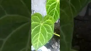 Rare plant, Anthurium crystalinum.