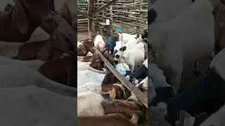 feeding goats on zero grazing