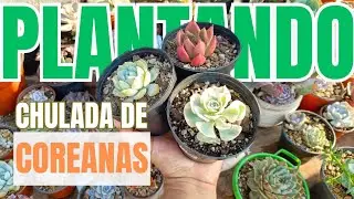 Plantando a las SUCULENTAS COREANAS.