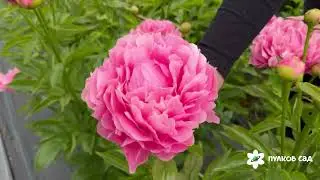 Kathy's Touch peony. Кэти's Тач пион. Пулков сад (2025 г.)