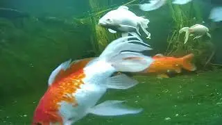 Pond and Turtle cam