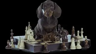 Brain Training For Dogs Review| Home And Garden Channel