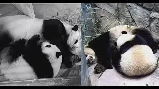 2022-12-01 Xiao Qi Ji ~ 180 Pounds of Pure Joy! ♫♪♫•*¨*• Nursing! •*¨*•♫♪♫