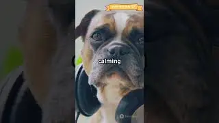 5 Ways to Calm Your Dog During Thunderstorms Naturally with Paws and Play TV