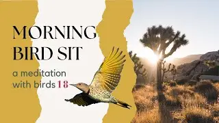 Bird Sit - A Morning Meditative Birding Practice - # EIGHTEEN