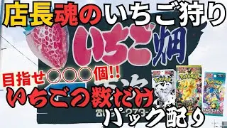 【ポケカ】いちご食べてポケカ大量GETだぜ！！
