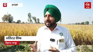 BURNING PADDY STUBBLE: Case registered against farmer for burning paddy stubble while crops are s...