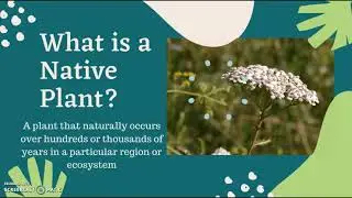 Native vs Invasive - what's the difference?