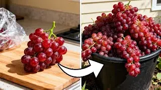So bekommst du GRATIS Weinreben aus gekauften Trauben