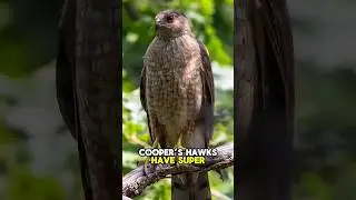The Hawk That Can See Time in Slow Motion! #HawkVision #Superpowers #SlowMotion #Shorts