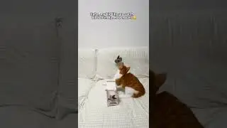 🎶Realistic Flying Bird Cat Toy | Interactive Fun🐱#CuteCat#FunnyCats#CatLovers