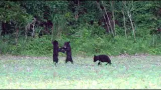 Black Bear action at Pungo Lake
