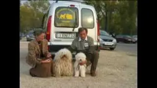 Puli-Pumi Cseri-Subás Kennel 2010