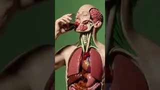 What Chocolate Really Does Inside Your Body | 3D Anatomy Explained #shorts