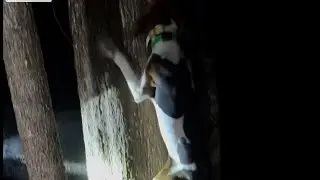Убейте, очистите и приготовьте старого енота!!!!