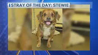 Stray Of The Day: Meet Stewie