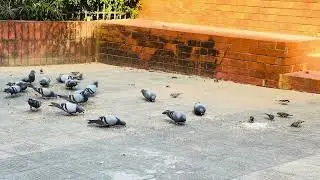 Pigeon's are Eating Biryani Rice at Theater Institute Chittagong #2026 #birds #pigeonlover #pigeon 