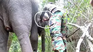 Elephant&rsquo;s Life-or-Death Battle Exposed: Inside the Risky Jungle Rescue You Can&rsquo;t Look Away From