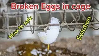 Bird Egg Problems Birds Care How to save bird eggs #budgies #birds #lovebirds #trending #viral 