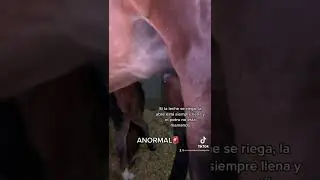 Comparte este video con qui&eacute;n le pueda ser &uacute;til! #potro #yegua #caballo #veterinaria