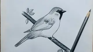 How to draw a bird | How to Draw Sparrow drawing easy way