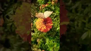 Beautiful butterfly🦋 great music🤗 #greatmusic #relaxing #summer #butterfly #goodmood #shorts