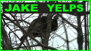 On the limb: High quality audio of JAKE YELPS from REAL WILD TURKEYS