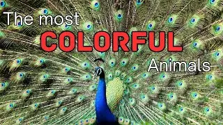 Most Colorful Animals in the World