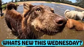 DOGGY DAYCARE MEETS NEW PEOPLE AND LOADS OF FUN WITH THE PUPS