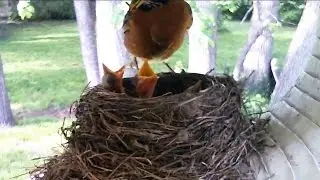 Streaming Live: Robin's Nest Cam