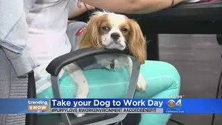 Trending: Take Your Dog To Work Day