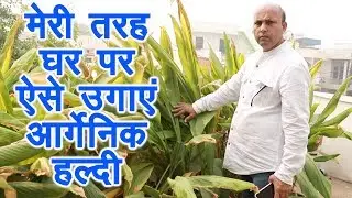 घर पर ऐसें उगाएं आर्गेनिक हल्दी, Grow organic turmeric at Kitchen Garden, Terrace Gardening