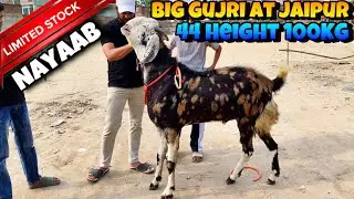 BIG GUJRI in JAIPUR RAJASTHAN of MUJAHID Bhai MD Road Jaipur| 44 Height 100 Weight
