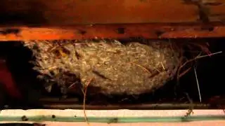 Toronto's biggest bee hive