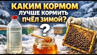 #Пчёлы.  🐝 Загули пчёл зимой — как распознать проблему по звуку на ранней стадии? Прослушка ульев