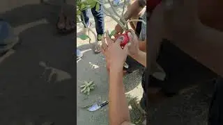 賴老師沙漠玫瑰園區，巧遇沙玫達人，現場斜接教學，機會難得。