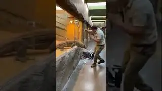 Komodo Dragon Smashes Zoo Glass and Escapes &ndash; Terrifying Moment Caught on Camera!
