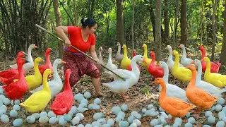 Women Catch Goose egg at river - Fried Goose egg for dog Eating delicious 4k