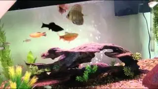 Royal Purple Discus Eating