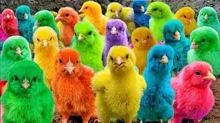 World Cute Chickens,Colorful Chickens,Rainbows Chickens,Cute Ducks,Elephants,Rabbit,Cute Animals 🐤🦢